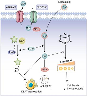 Analysis of cuproptosis-related genes in Ulcerative colitis and immunological characterization based on machine learning